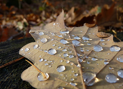 focus photography of dried leaf with droplets thumbnail