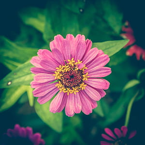 Selective Focus Photography of Pink Petaled Flower thumbnail