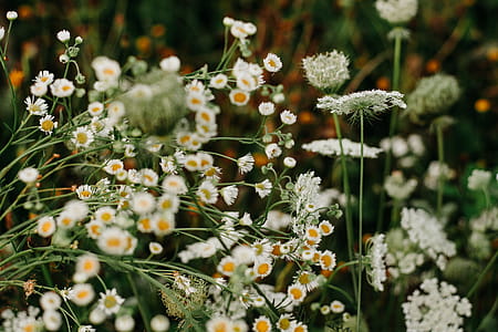Closeup Photo of White Petaled Flowers on Bloom thumbnail