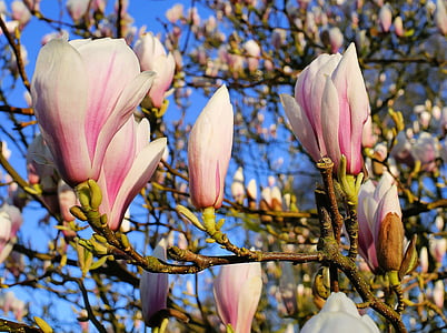 closeup photography of pink petaled flowers at daytime thumbnail
