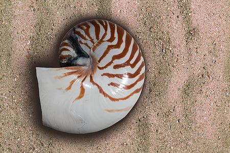 white and brown nautilus shell on sand thumbnail