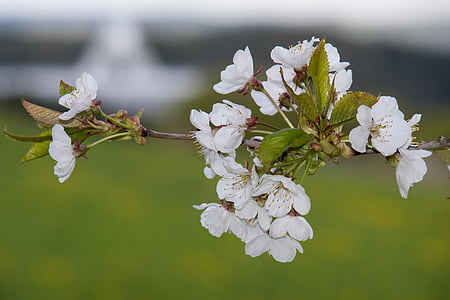 selective focus photo of white petaled flowers in bloom thumbnail