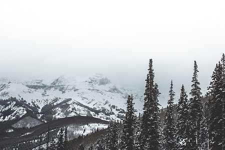 green leaf trees covered by snow at daytime thumbnail