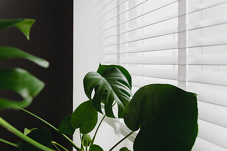 Monstera in the gold pot thumbnail