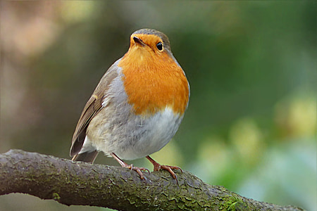 brown and white bird on tree branch thumbnail