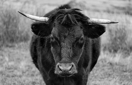 landscape, field, animal, countryside thumbnail
