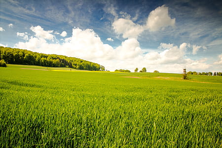 green lawn field near trees landscape photo thumbnail