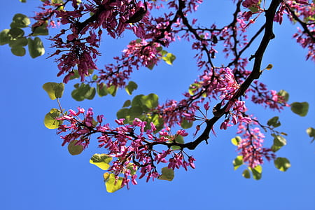 pink flowers thumbnail