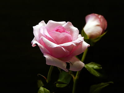 Two pink roses against a black background. thumbnail