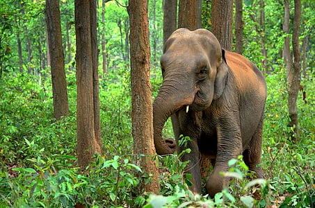 young elephant at jungle thumbnail