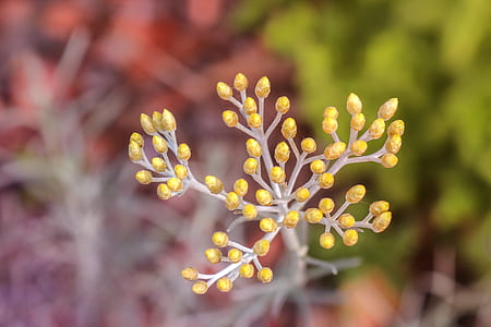 selective focus photography of yellow flower buds thumbnail
