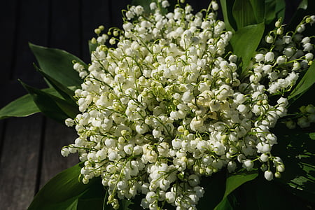 white flowers thumbnail