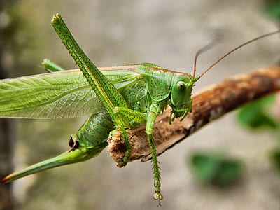 selective focus photography of green grasshopper thumbnail