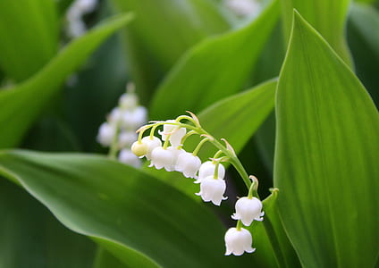 selective focus photography of lily of the valley flowers thumbnail