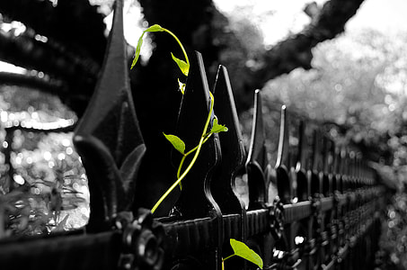 black metal gate thumbnail