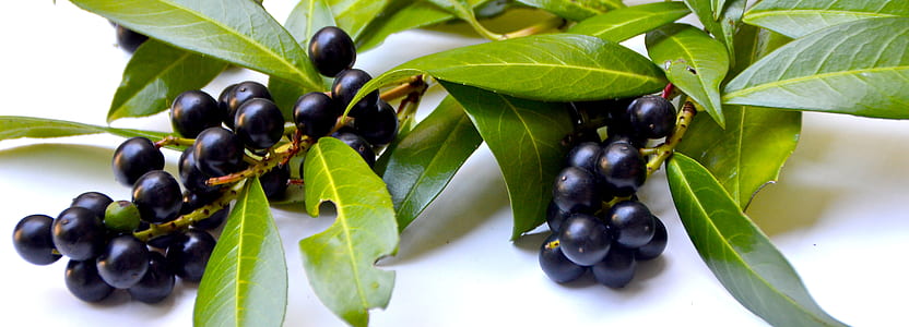 green foliage with black fruits thumbnail