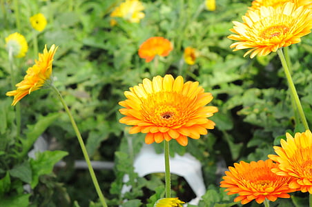 selective focus photography of yellow petaled flowers thumbnail