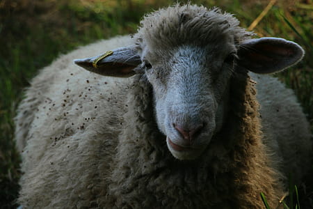 shallow focus photography of brown and white sheep thumbnail