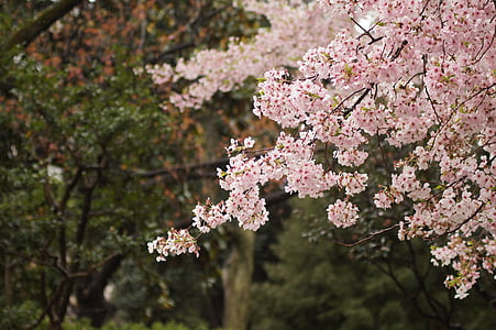 selective focus of cherry blossoms thumbnail