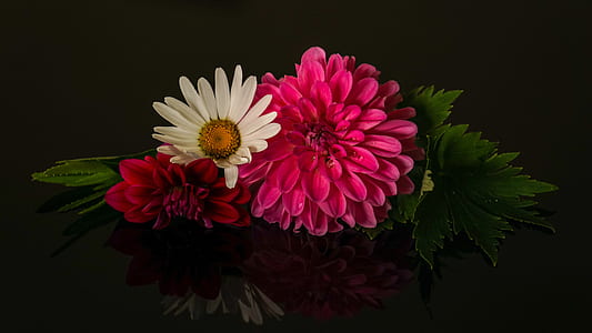 white and pink petaled flowers thumbnail