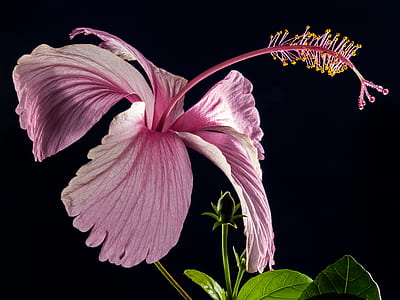 Pink Hibiscus Flower thumbnail