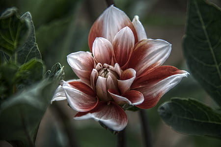 brown and white flower in macro shot thumbnail