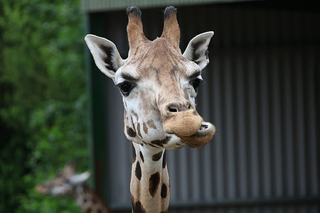 brown and black giraffe thumbnail