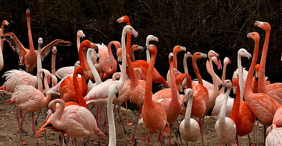 flamingo lot thumbnail