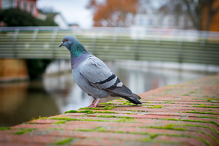pigeon standing near body of water thumbnail