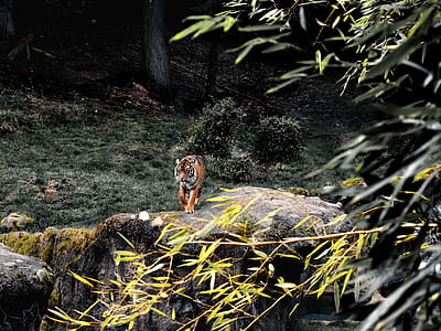 Photo Of Tiger thumbnail