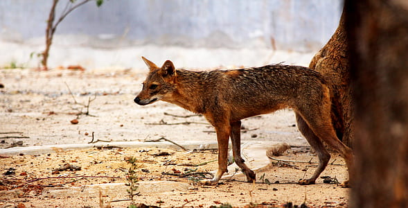 coyote thumbnail