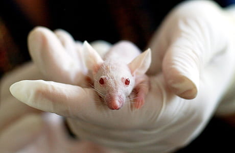 person holding rat thumbnail