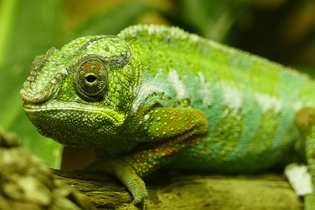 Closeup shot of a green chameleon lizard thumbnail