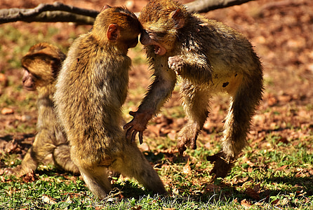 two monkey playing on field thumbnail