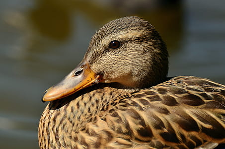female mallard duck selective focus photography thumbnail
