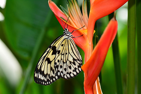 white and black butterfly on red flower thumbnail