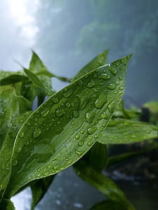 Green Leaf Plant With Droplets thumbnail