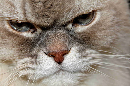 white and brown Persian cat thumbnail