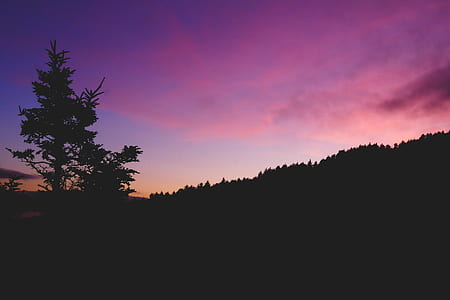 silhouette of trees thumbnail