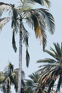 coconut trees thumbnail
