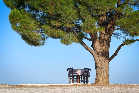 photography of brown and green tree beside brown wooden dining set under clear blue sky during daytime thumbnail
