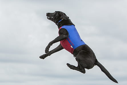 short-coated black dog thumbnail