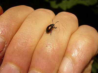 Chrysomela Varians thumbnail