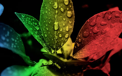 water drop on multicolored plant thumbnail