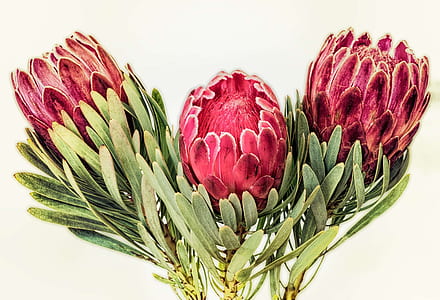 three red petaled flowers thumbnail