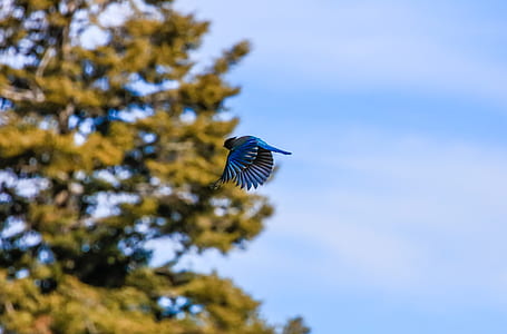 focus photography of blue and gray bird thumbnail