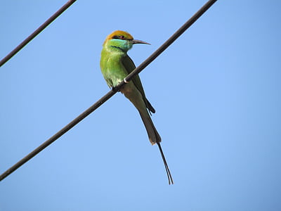 close-up photography of green bee-eater perched on wire thumbnail