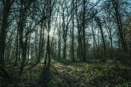sunlight through trees thumbnail