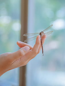 Dragonfly Perched on Human Finger in Closeup Photography thumbnail