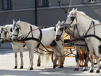 white horse thumbnail